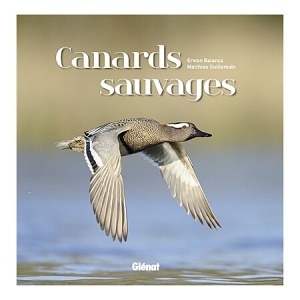 Canards sauvages : Erwan Balança, Matthieu Guillemain